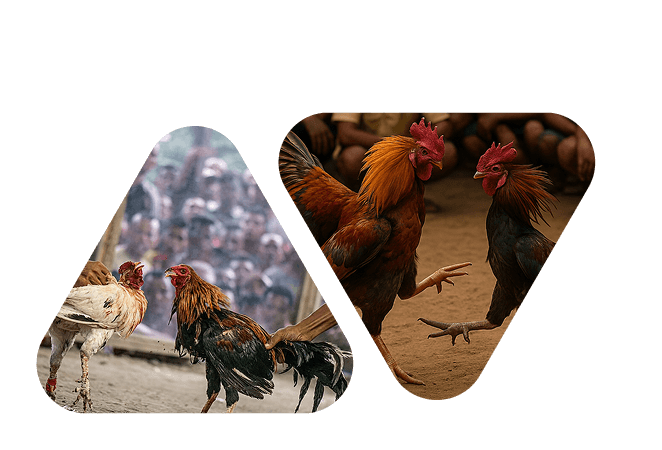 bj66-img-text-sec-img-right